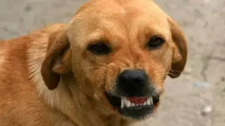 Бродячие собаки напали на студентку в Костанае