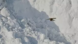 Три человека погибли из-за схода лавины в Таджикистане