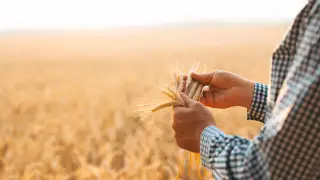 Контрабанда зерна: С предпринимателей сняли обвинения в создании ОПГ