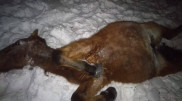 Поезд сбил более 30 лошадей в Акмолинской области