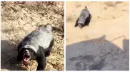 "Самое бесстрашное млекопитающее в мире" засняли в степях Мангистау
