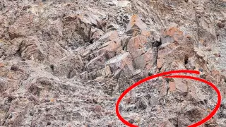 Сможете найти? Снежный барс показал чудеса маскировки в Монголии