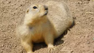 День суслика. Символ весны вышел из спячки в Наурзумском заповеднике