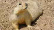 День суслика. Символ весны вышел из спячки в Наурзумском заповеднике