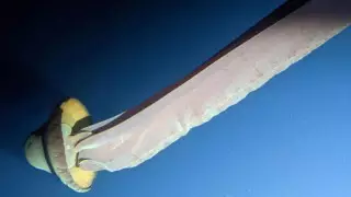 Неуловимую гигантскую медузу сфотографировали в Антарктике