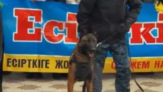 "Моно нашла тела двух военнослужащих". Как обучают казахстанских четвероногих спасателей