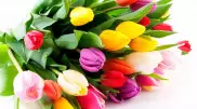 Бесплатные тюльпаны раздадут астанчанкам в честь 8 Марта