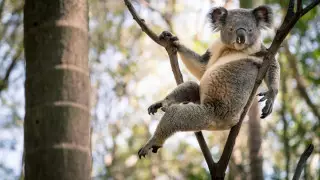 Видео с милым нападением коалы на заправку завирусилось в сети