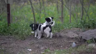 У чернобыльских собак выявили уникальные изменения ДНК