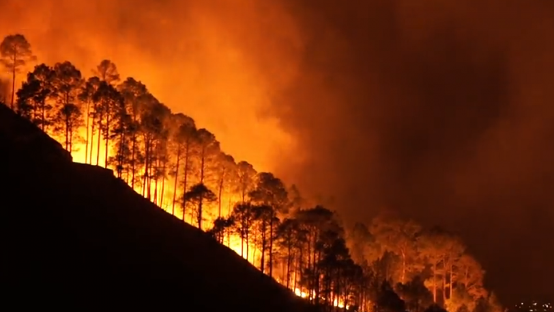 Лесные пожары в Австралии 2019-2020. Пожар в лесу. Пожары в Австралии 2020. Пожары в Австралии 2019.