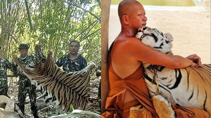 Браконьеров сурово наказали за убийство тигрицы и ее детеныша в Таиланде
