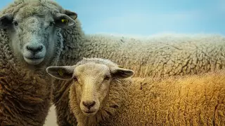 В Костанайской области зафиксирована вспышка бруцеллеза