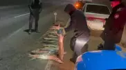 Свыше 120 килограммов контрабандного осетра изъяли  в Мангистау
