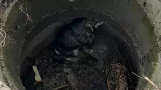 Упавшей в колодец собаке пришли на помощь спасатели ВКО