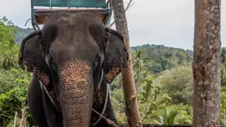 Бедное животное. Слону "сломали" спину развлечением для туристов