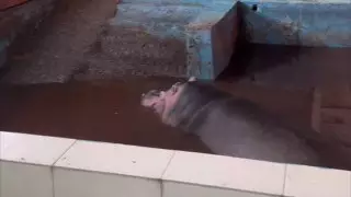 "Аж сердце защемило". В зоопарке Алматы ответили автору вирусного видео про бегемота