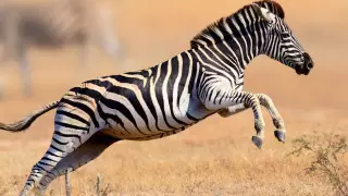 "Она откусила руку". Зебра атаковала туриста и полицейских в США