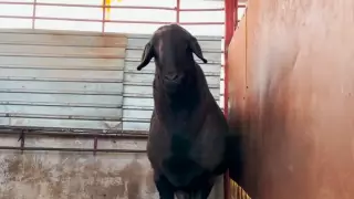 230-килограммового барана-гиганта занесли в книгу рекордов Казахстана