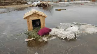 "Держать в лужах и выносить трупы?" Бездомные собаки стали проблемой для павлодарцев