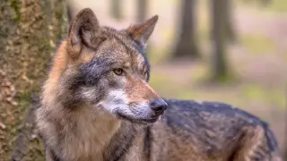 "Хотела погладить": волк укусил девочку в зоопарке ВКО