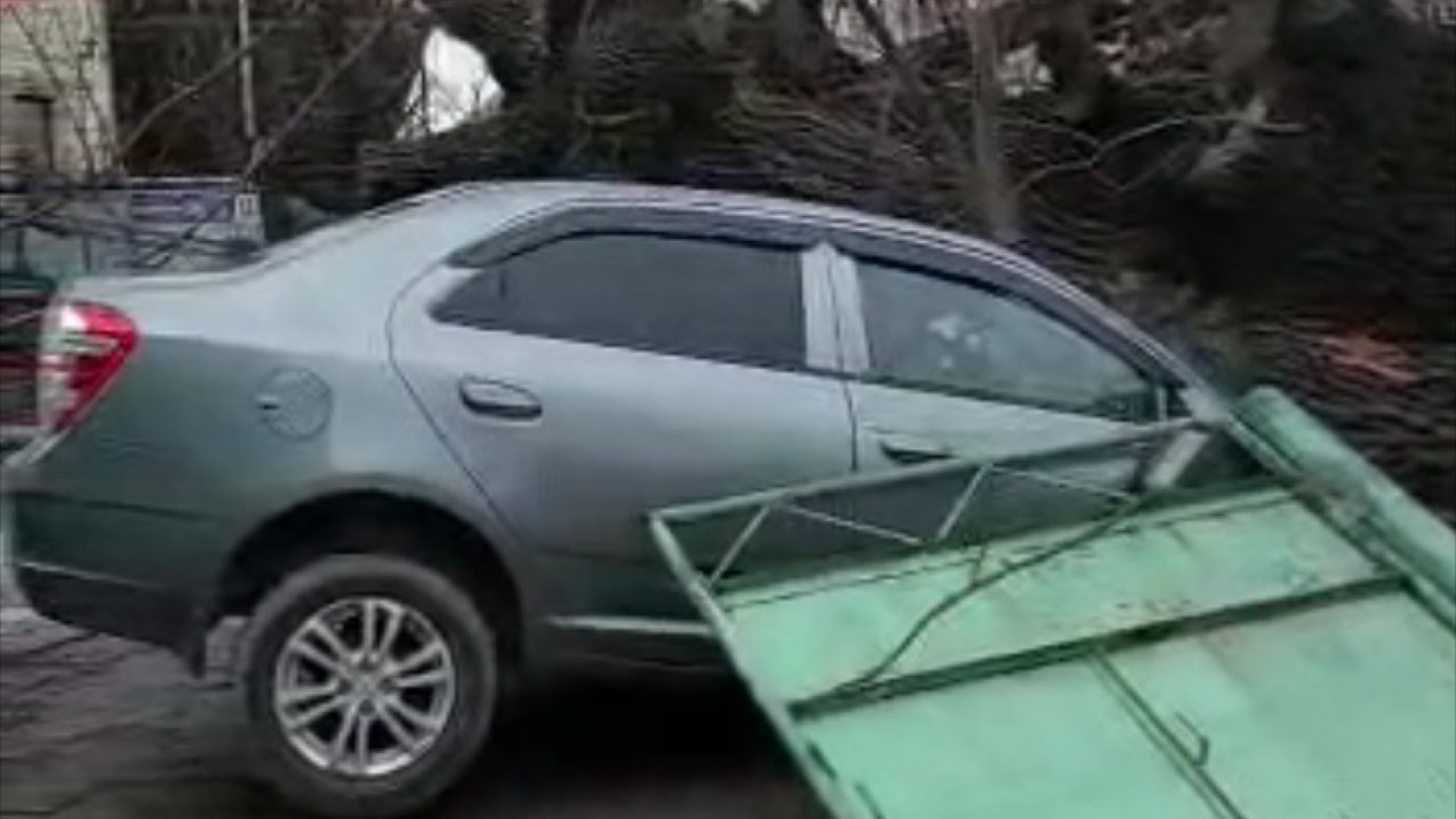 Старое дерево упало на машины и дома: алматинцы пожаловались на  бездействие: 17 марта 2023 07:31 - новости на Tengrinews.kz