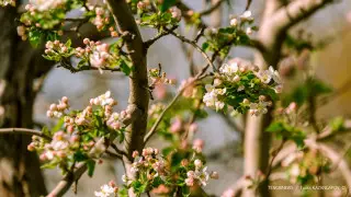 Прогноз погоды на Наурыз озвучили в "Казгидромете"