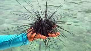 Ни в коем случае. Почему в Таиланде нельзя купаться ночью