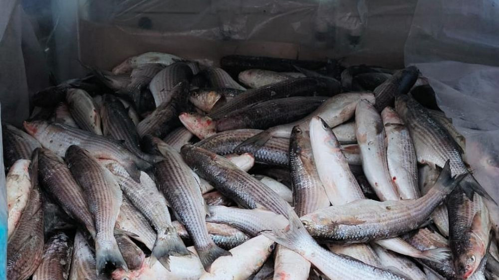 20 миллионов тенге выделено на развитие рыболовства в Мангистау