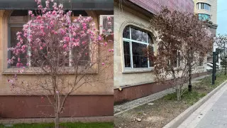 "Магнолии спилили?" Алматинцев встревожили пеньки деревьев в центре города