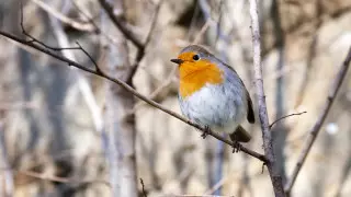 От 15 мороза до 29 жары: погода в Казахстана 28 марта