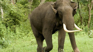 Слон "наехал" на путешественников и заставил их молиться