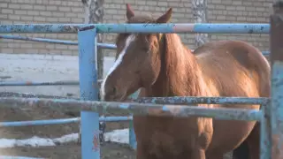 Костанайский конезавод со 135-летней историей на грани закрытия