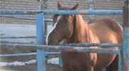 Костанайский конезавод со 135-летней историей на грани закрытия