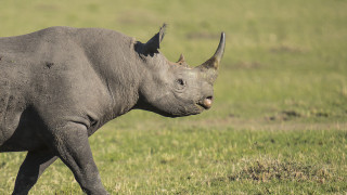 Видео с нападением носорога на туристов обсуждают в сети