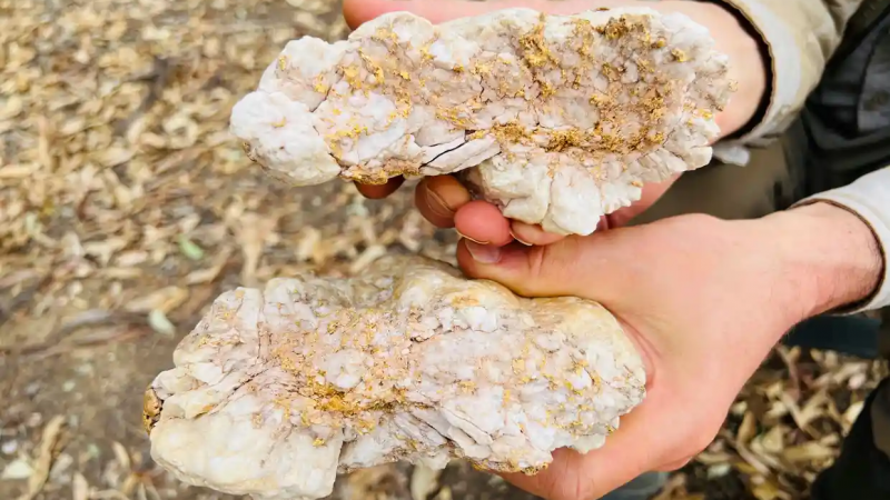 Мужчина нашел "металлический камень" в Австралии и разбогател