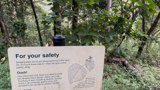 "Упала на куст". Самое ядовитое дерево отравило женщину в Австралии