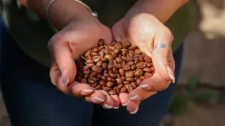 Гастроэнтеролог рассказала, что делают с печенью три чашки кофе в день