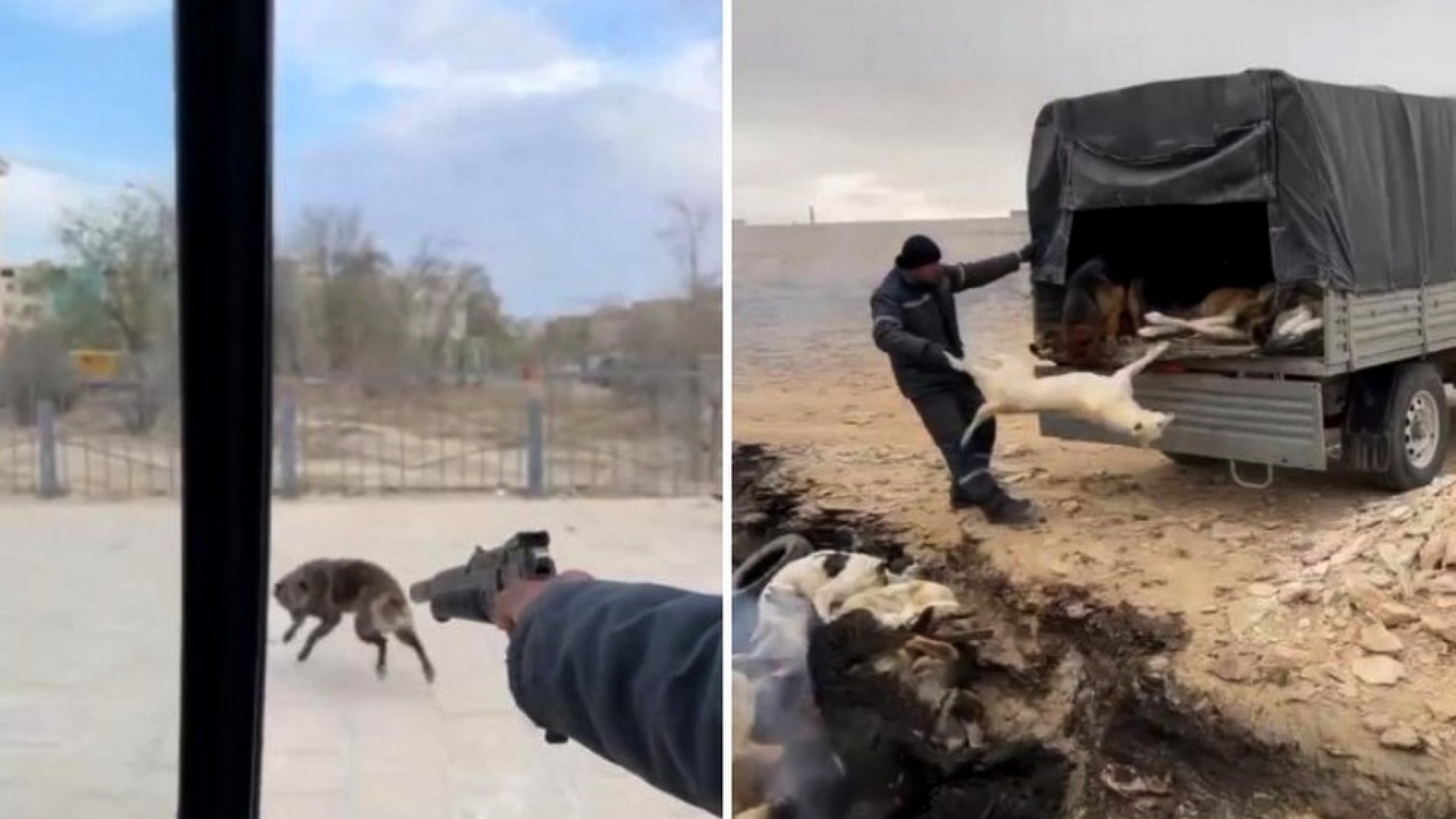 Отстрел собак и сбрасывание трупов в яму сняли на видео в Жанаозене: 02  апреля 2023 03:18 - новости на Tengrinews.kz