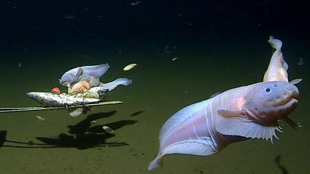Неизвестную рыбу сняли на видео на рекордной глубине