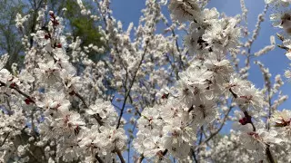 Как цветет "алматинская сакура": горожане делятся фото в соцсетях