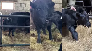 "Забрали теленка". Трогательное видео с коровой стало популярным в Казнете