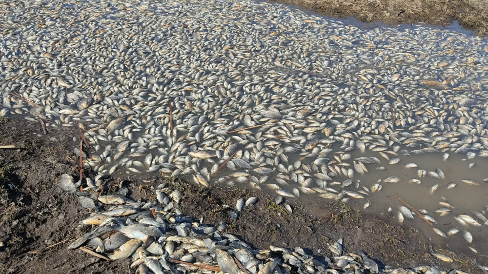 Камера не передает ужасный запах: рыба погибла в озере Костанайской области