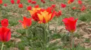 Полиция разыскивает людей, сорвавших тюльпаны в Туркестанской области