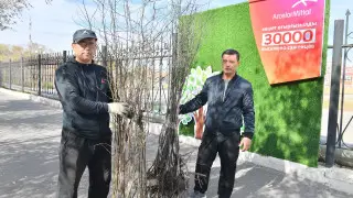 "АрселорМиттал Темиртау" высадили 30 000 саженцев в Карагандинской области