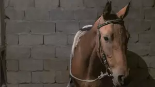 Карантин объявили из-за мора лошадей в селе Карагандинской области