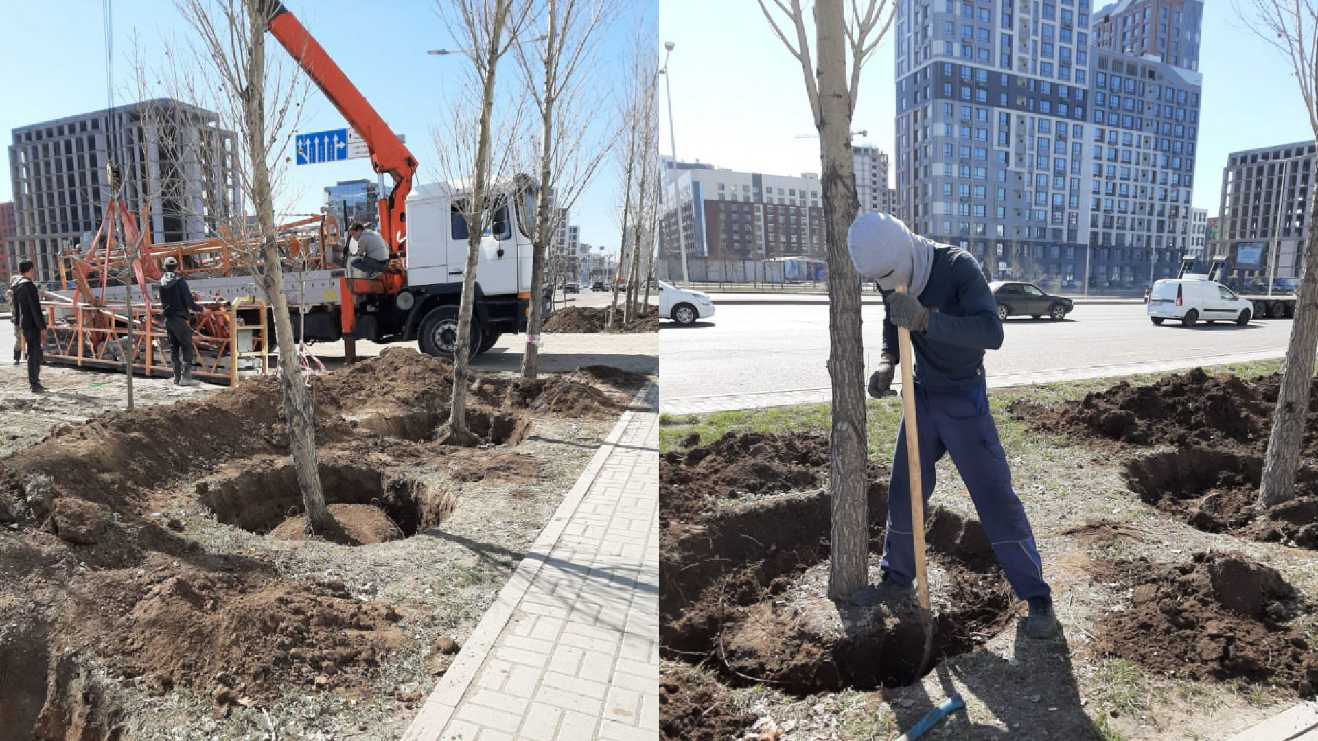 Вырубка и пересадка деревьев