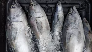 Врач посоветовал правило четырех "с" для выбора полезной и недорогой рыбы