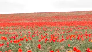 Впечатляющие размером поля с дикими тюльпанами обнаружили на юге Казахстана