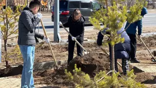 Миллион деревьев и кустарников высадят в этом году в Астане