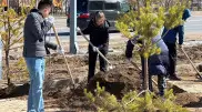 Миллион деревьев и кустарников высадят в этом году в Астане